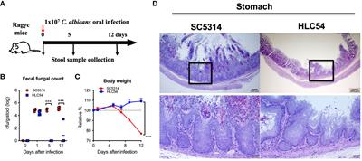 Microbiota signatures associated with invasive Candida albicans infection in the gastrointestinal tract of immunodeficient mice